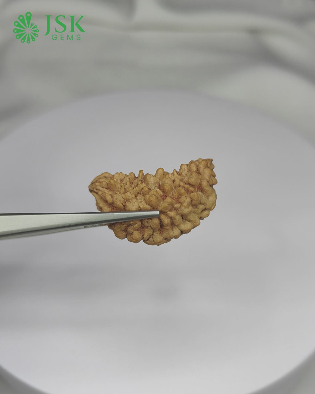 Load video: Certified 1 Mukhi Rudraksha - Kaju Dana from Nepal - Premium Quality