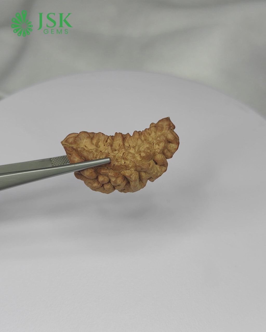 Load video: Certified 1 Mukhi Rudraksha - Kaju Dana from Nepal - Premium Quality