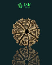 Certified 7 Mukhi Rudraksha from Nepal - Premium Quality(22.35 MM)