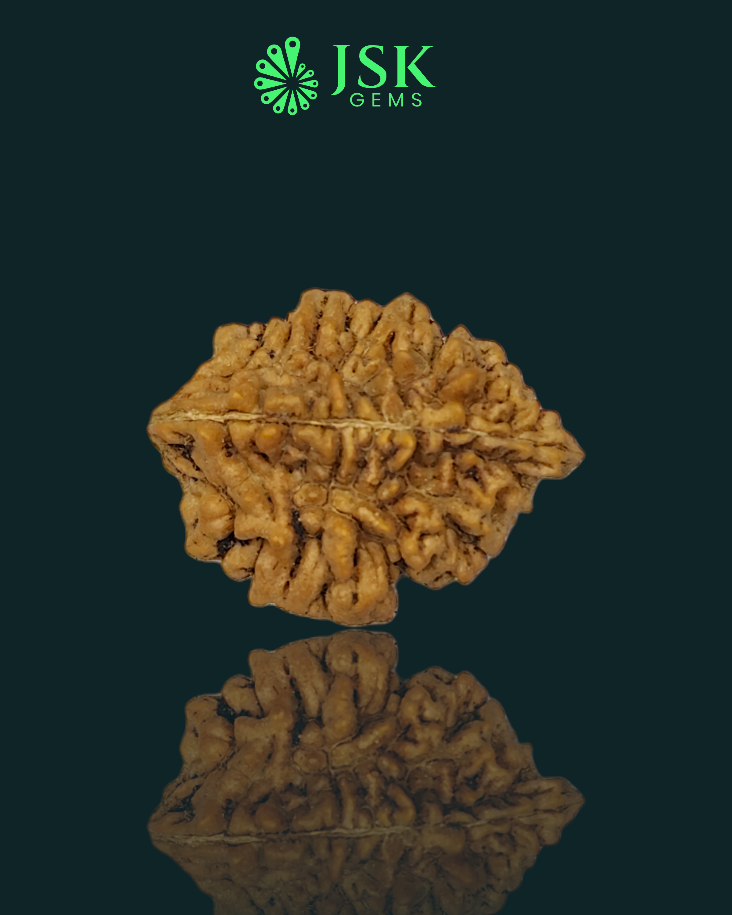 2 Mukhi Rudraksha from Nepal - Premium Quality
