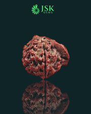 Premium Grade Natural 5 Mukhi Ganesh Rudraksha from Nepal