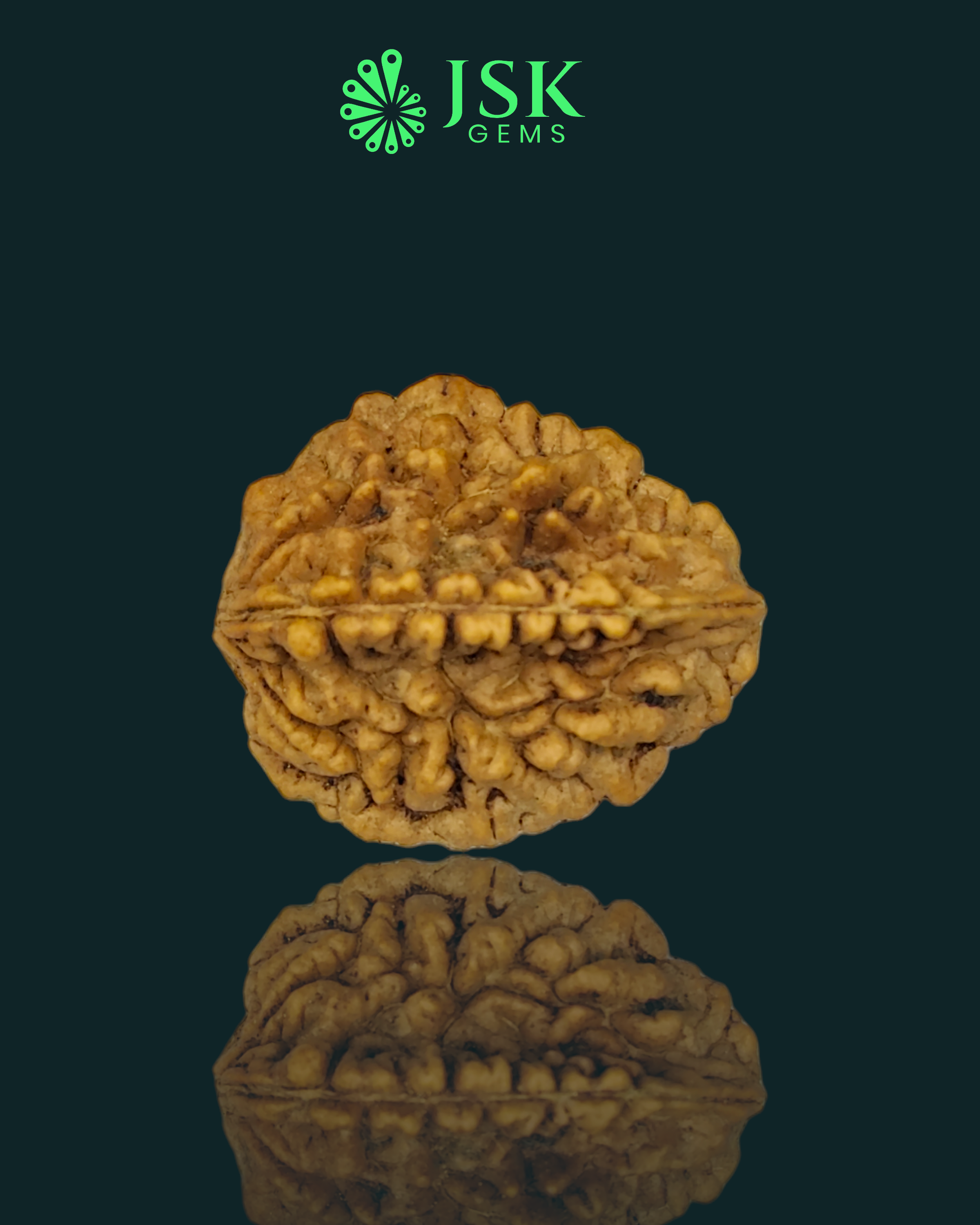 2 Mukhi Rudraksha from Nepal - Premium Quality