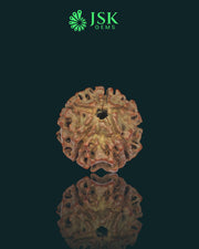 5 Mukhi Rudraksha from Nepal - Premium Quality (19.98 mm)