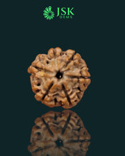 6 Mukhi Rudraksha from Nepal - Premium Quality (22 mm)