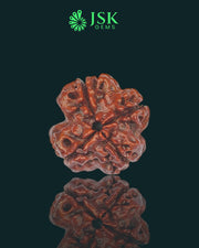 4 Mukhi Rudraksha from Nepal - Premium Quality (18mm)