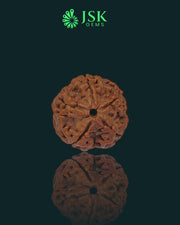 5 Mukhi Rudraksha from Nepal - Premium Quality (19.87 mm)