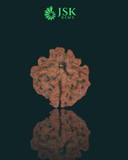 4 Mukhi Rudraksha from Nepal - Premium Quality (16.5mm)