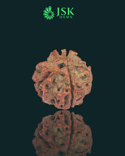 4 Mukhi Rudraksha from Nepal - Premium Quality (18.5mm)