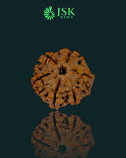 6 Mukhi Rudraksha from Nepal - Premium Quality (20 mm)