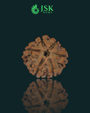 6 Mukhi Rudraksha from Nepal - Premium Quality (21.2 mm)