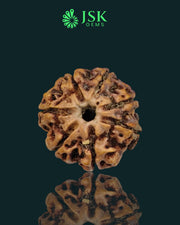 Certified 7 Mukhi Rudraksha from Nepal - Premium Quality(24.70 MM)