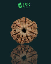 Certified 7 Mukhi Rudraksha from Nepal - Premium Quality(20.10 MM)