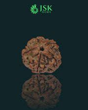 5 Mukhi Rudraksha from Nepal - Premium Quality (20.52 mm)