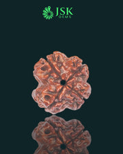 4 Mukhi Rudraksha from Nepal - Premium Quality (18mm)