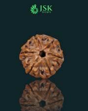 6 Mukhi Rudraksha from Nepal - Premium Quality (20 mm)