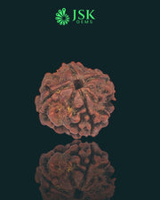4 Mukhi Rudraksha from Nepal - Premium Quality (19mm)