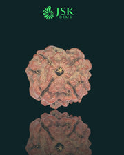 4 Mukhi Rudraksha from Nepal - Premium Quality (19.5mm)