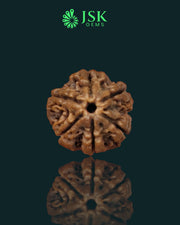 6 Mukhi Rudraksha from Nepal - Premium Quality (20 mm)