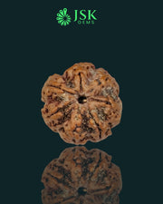 Certified 7 Mukhi Rudraksha from Nepal - Premium Quality(22.55 MM)