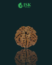 5 Mukhi Rudraksha from Nepal - Premium Quality (18.32 mm)
