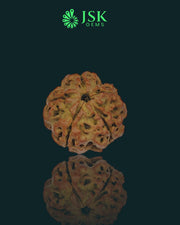 5 Mukhi Rudraksha from Nepal - Premium Quality (17.56 mm)