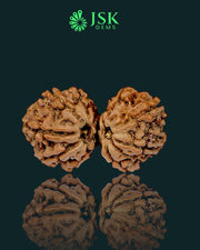 Certified Gauri Shankar Rudraksha from Nepal - Premium Quality