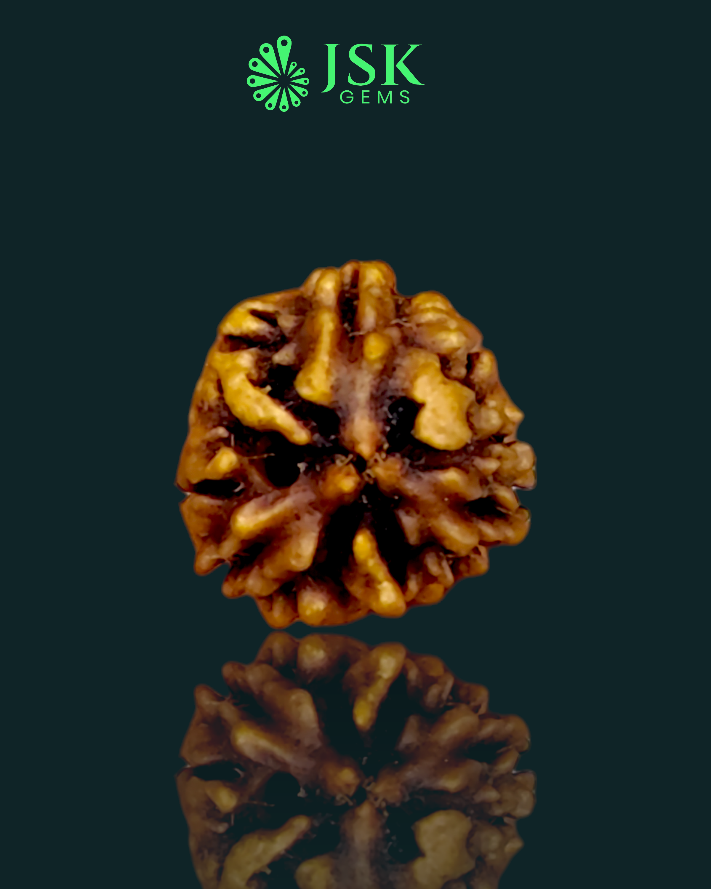 3 Mukhi Rudraksha from Nepal - Premium Quality