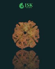 4 Mukhi Rudraksha from Nepal - Premium Quality (18.5mm)