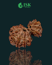 Certified Gauri Shankar Rudraksha from Nepal - Premium Quality