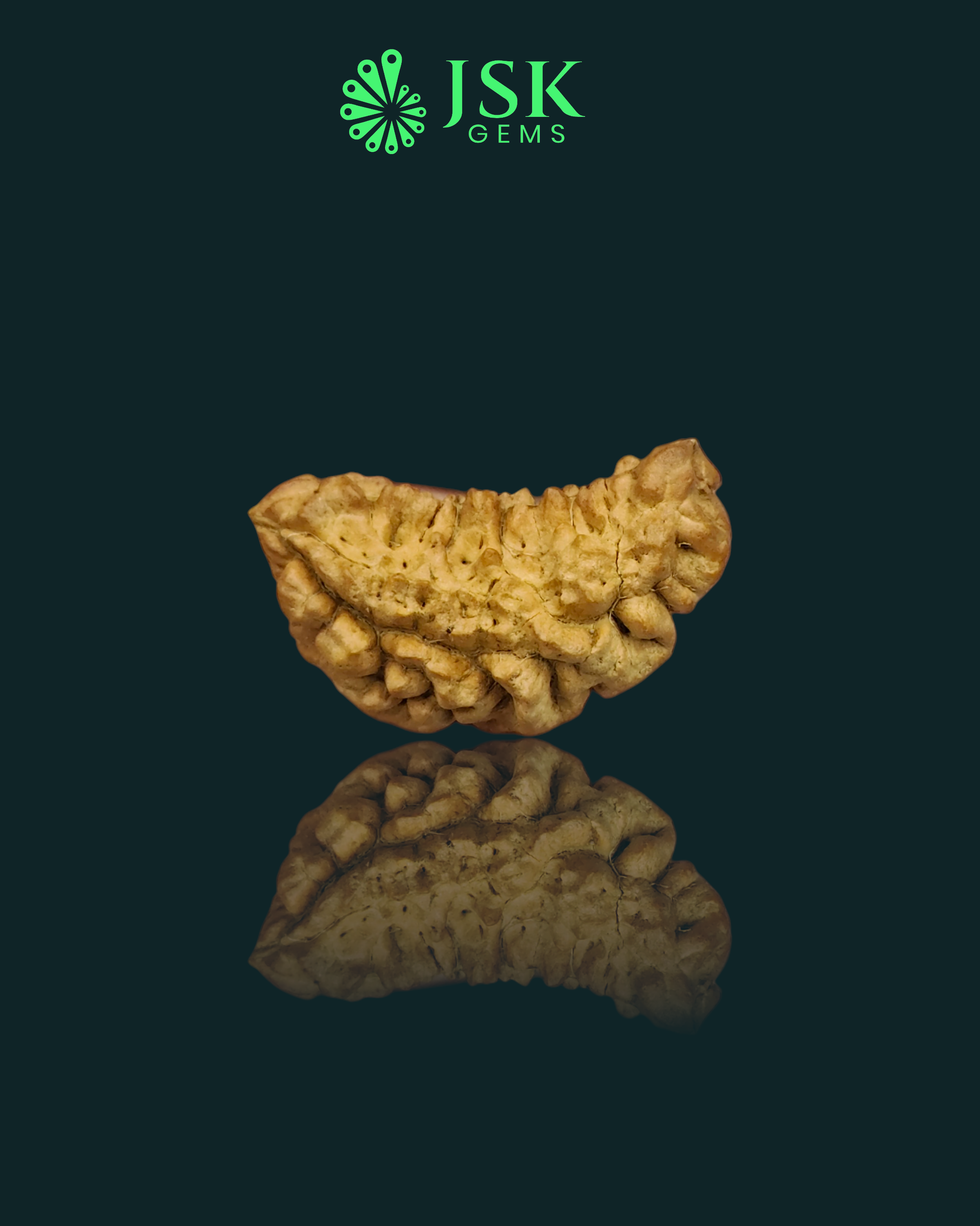 Certified 1 Mukhi Rudraksha - Kaju Dana from Nepal - Premium Quality