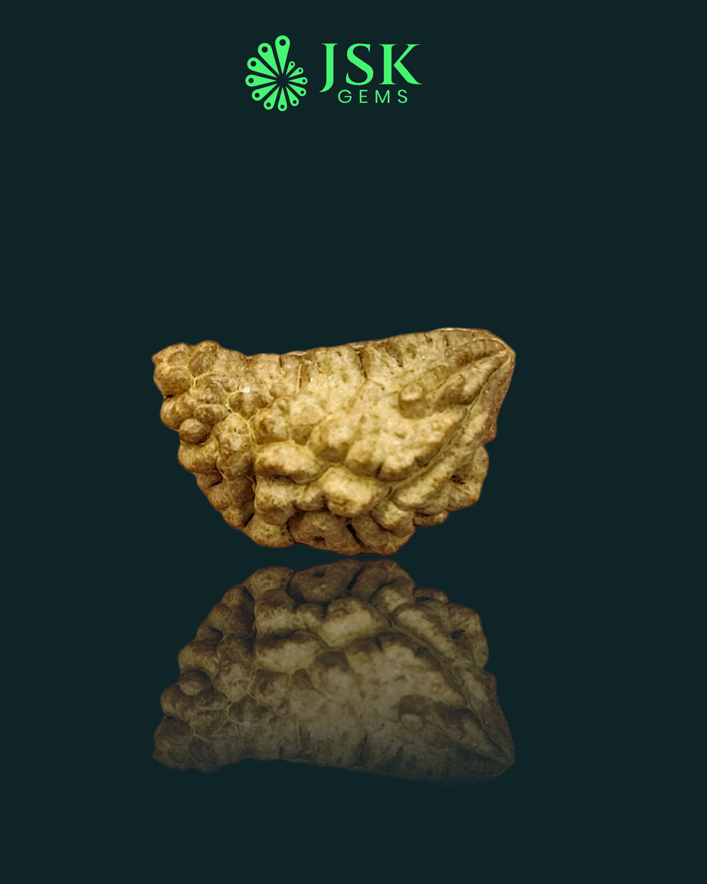 Certified 1 Mukhi Rudraksha - Kaju Dana from Nepal - Premium Quality