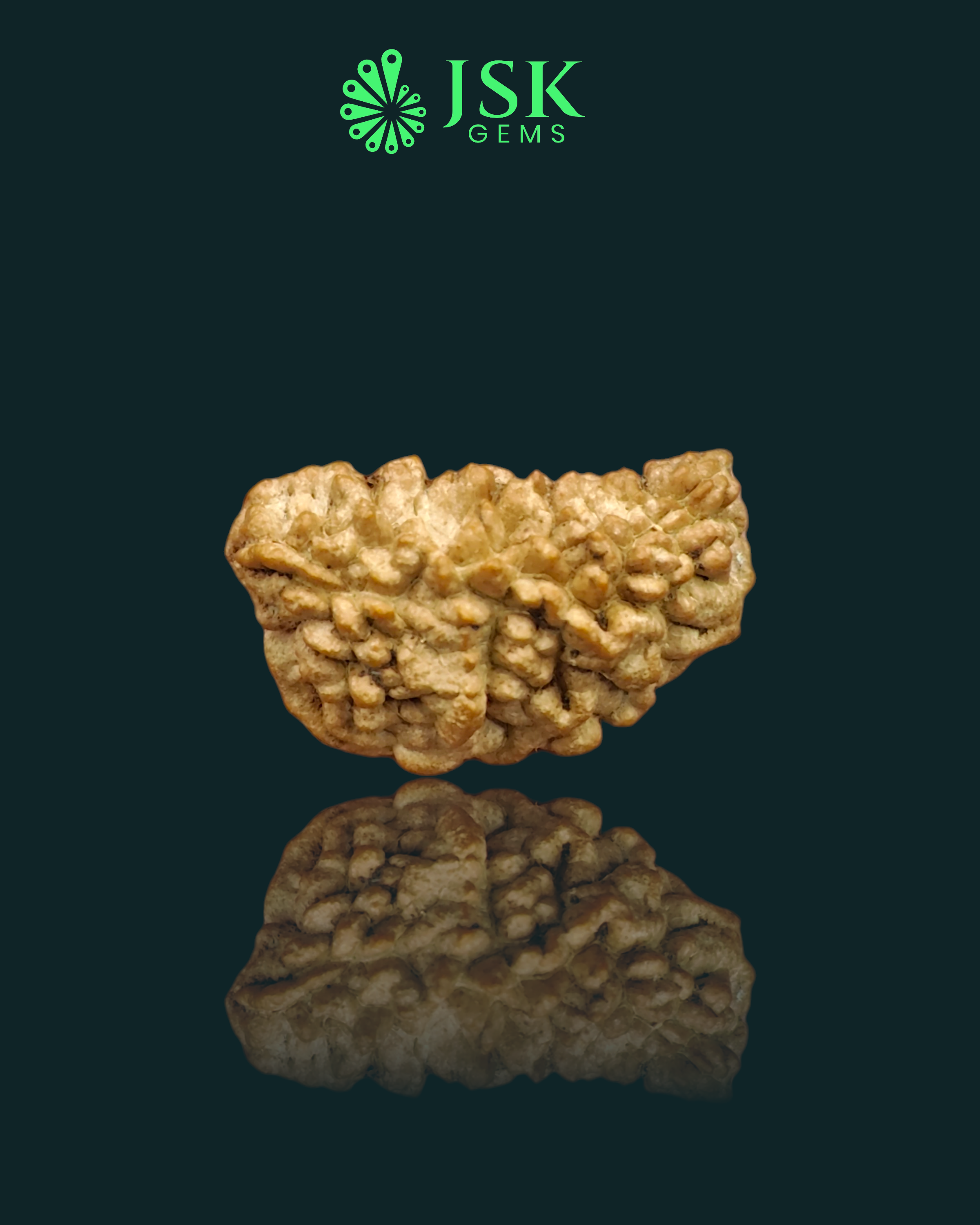 Certified 1 Mukhi Rudraksha - Kaju Dana from Nepal - Premium Quality