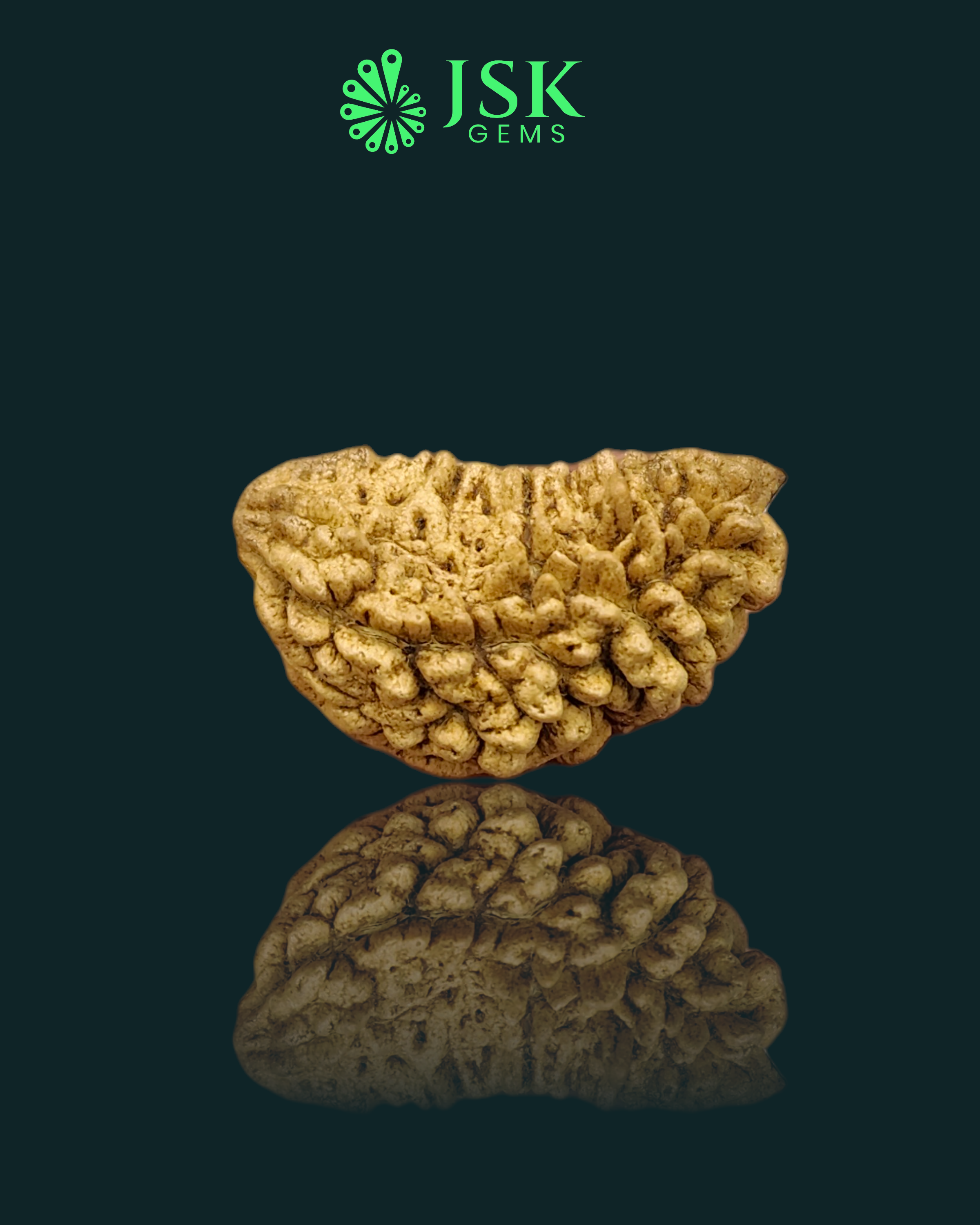 Certified 1 Mukhi Rudraksha - Kaju Dana from Nepal - Premium Quality