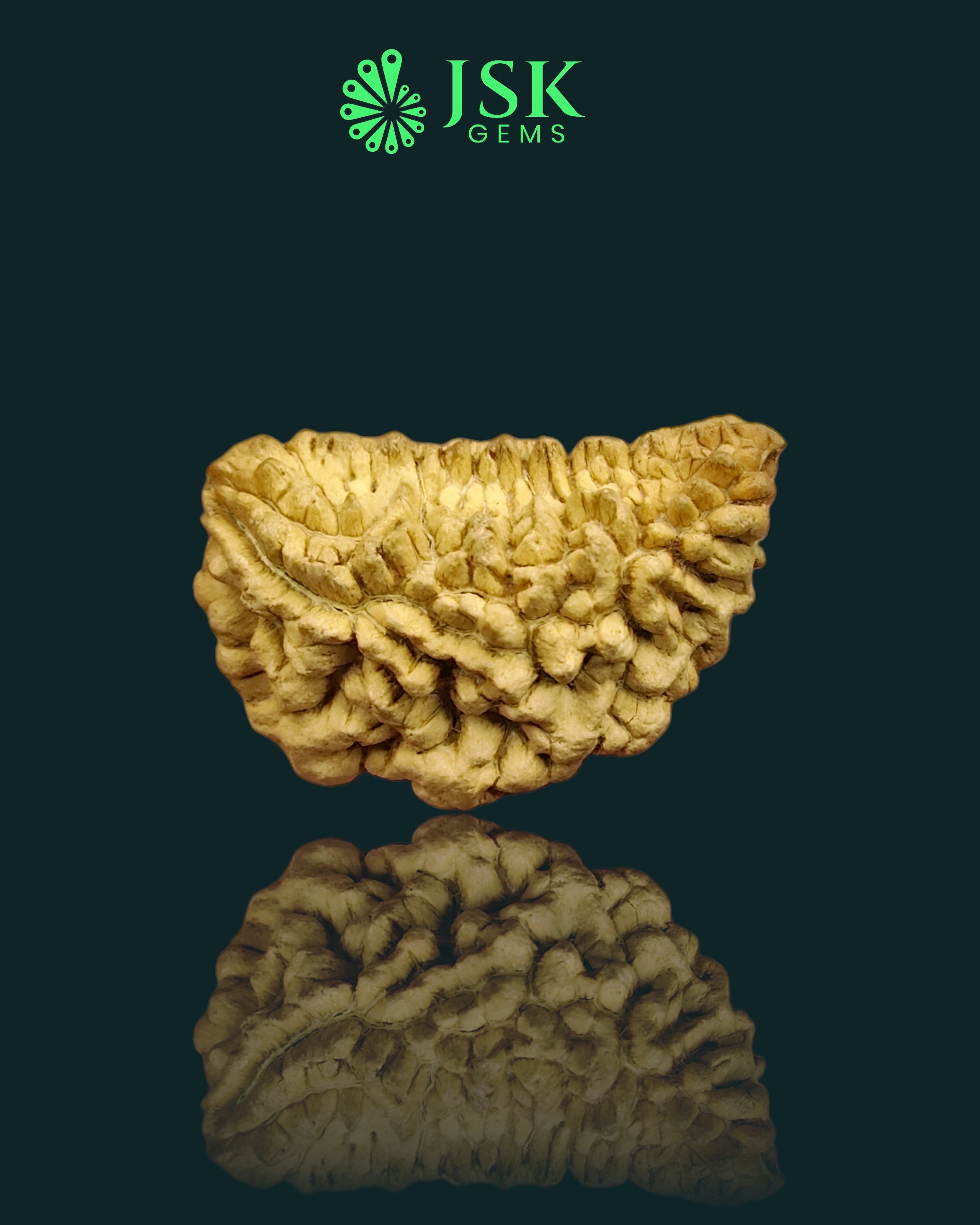Certified 1 Mukhi Rudraksha - Kaju Dana from Nepal - Premium Quality