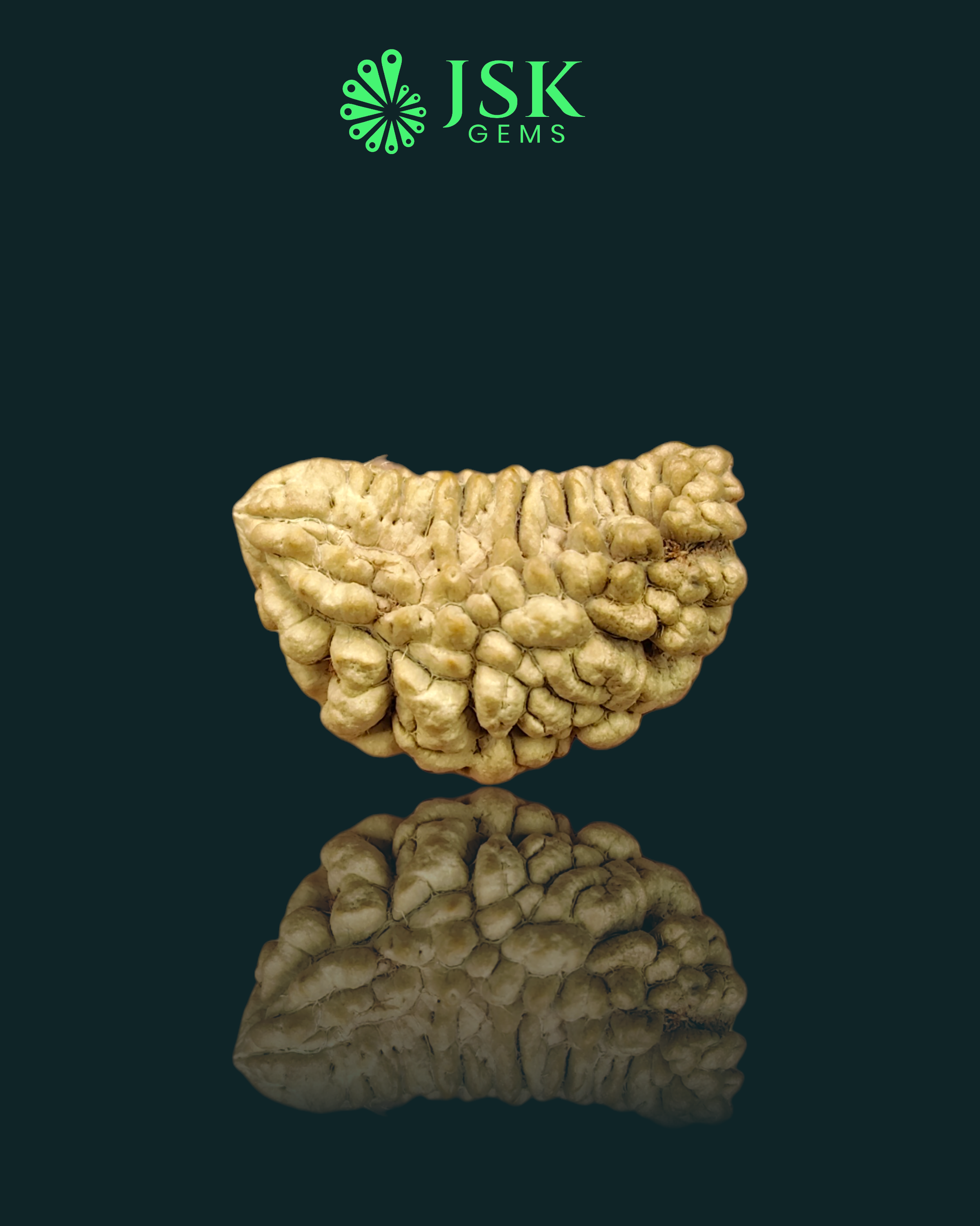 Certified 1 Mukhi Rudraksha - Kaju Dana from Nepal - Premium Quality