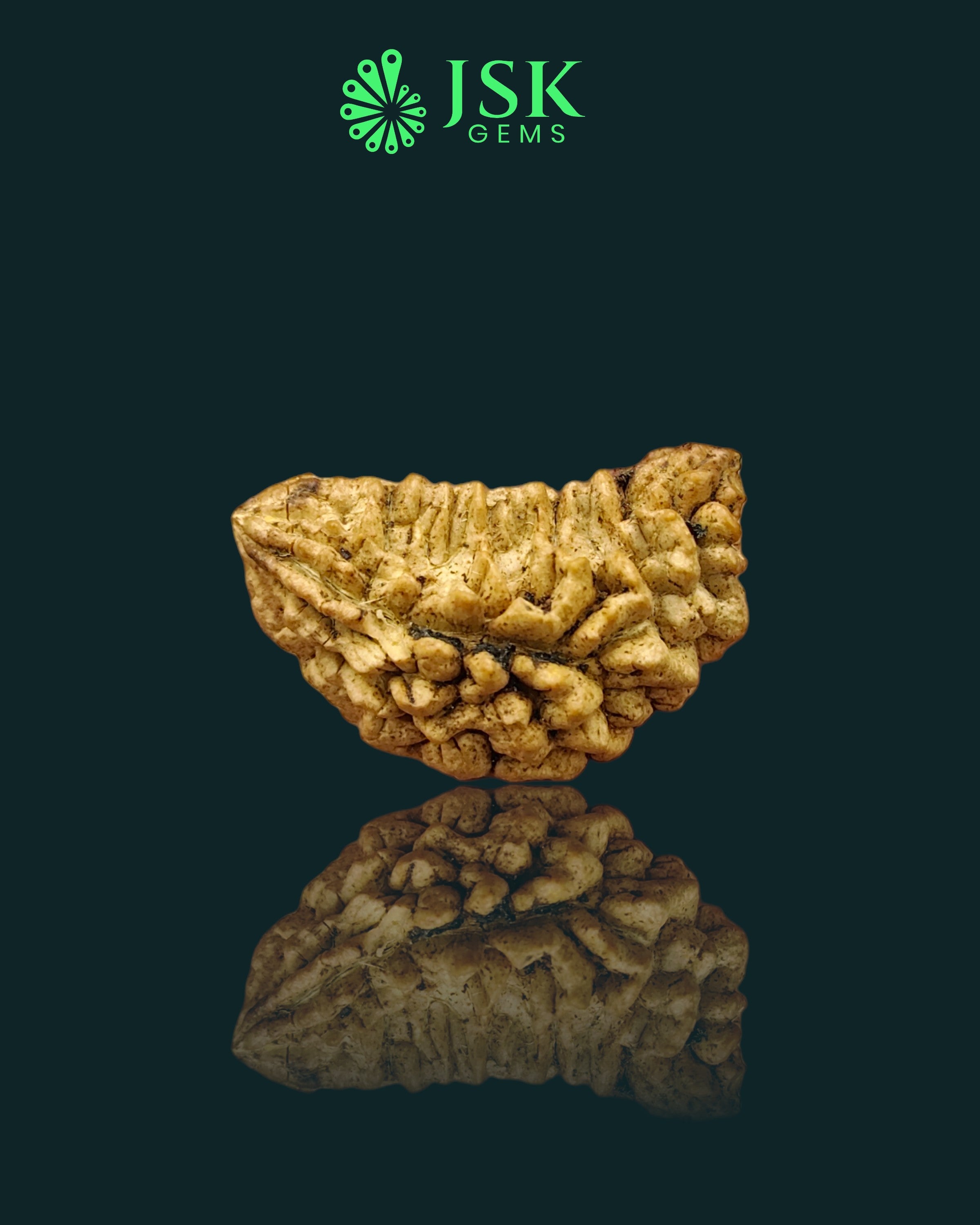 Certified 1 Mukhi Rudraksha - Kaju Dana from Nepal - Premium Quality