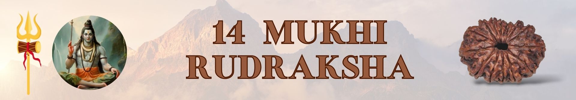 14 Mukhi Rudraksha