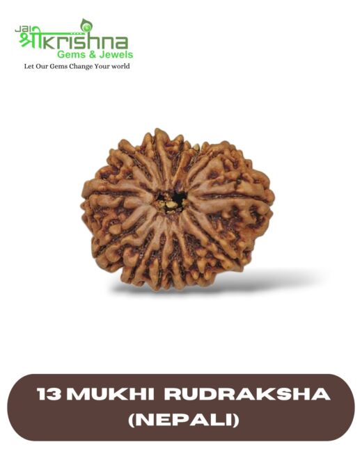 CERTIFIED PREMIUM GRADE 13 MUKHI NEPALI RUDRAKSHA
