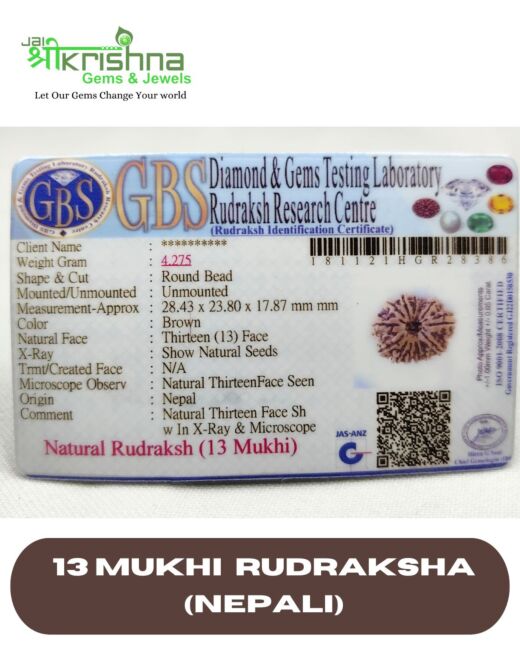 CERTIFIED PREMIUM GRADE 13 MUKHI NEPALI RUDRAKSHA
