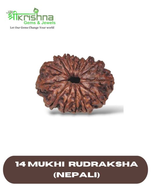 CERTIFIED PREMIUM GRADE 14 MUKHI NEPALI RUDRAKSHA
