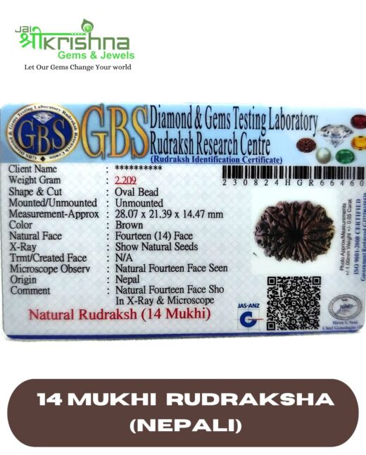CERTIFIED PREMIUM GRADE 14 MUKHI NEPALI RUDRAKSHA