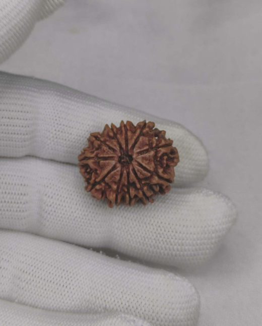 11 Mukhi Natural Rudraksha
