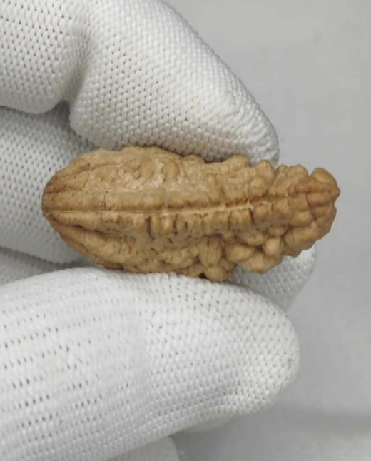 1 Mukhi Natural Rudraksha