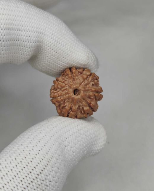 7 Mukhi Natural Rudraksha