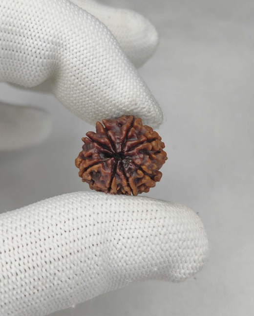 8 Mukhi Natural Rudraksha