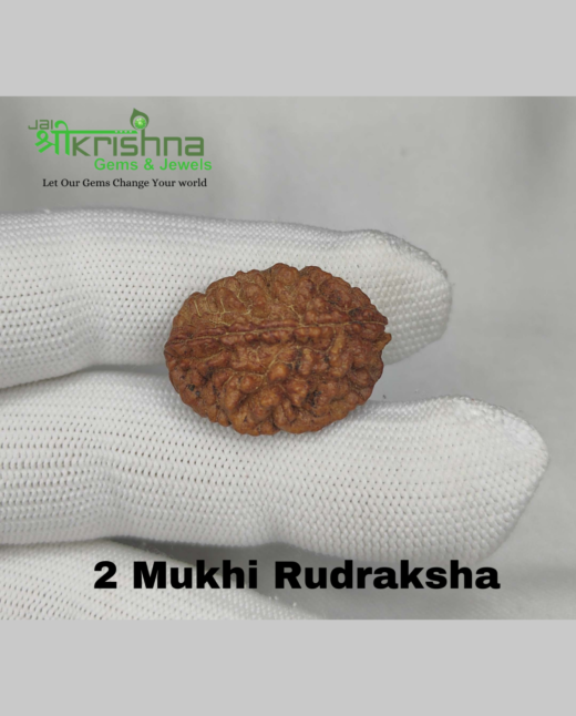 2 Mukhi Natural Rudraksha